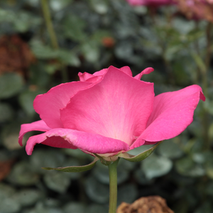 De sterke kleur van deze roos combineert goed met lichtroze, witte en blauwe bloemen en zilver loof.